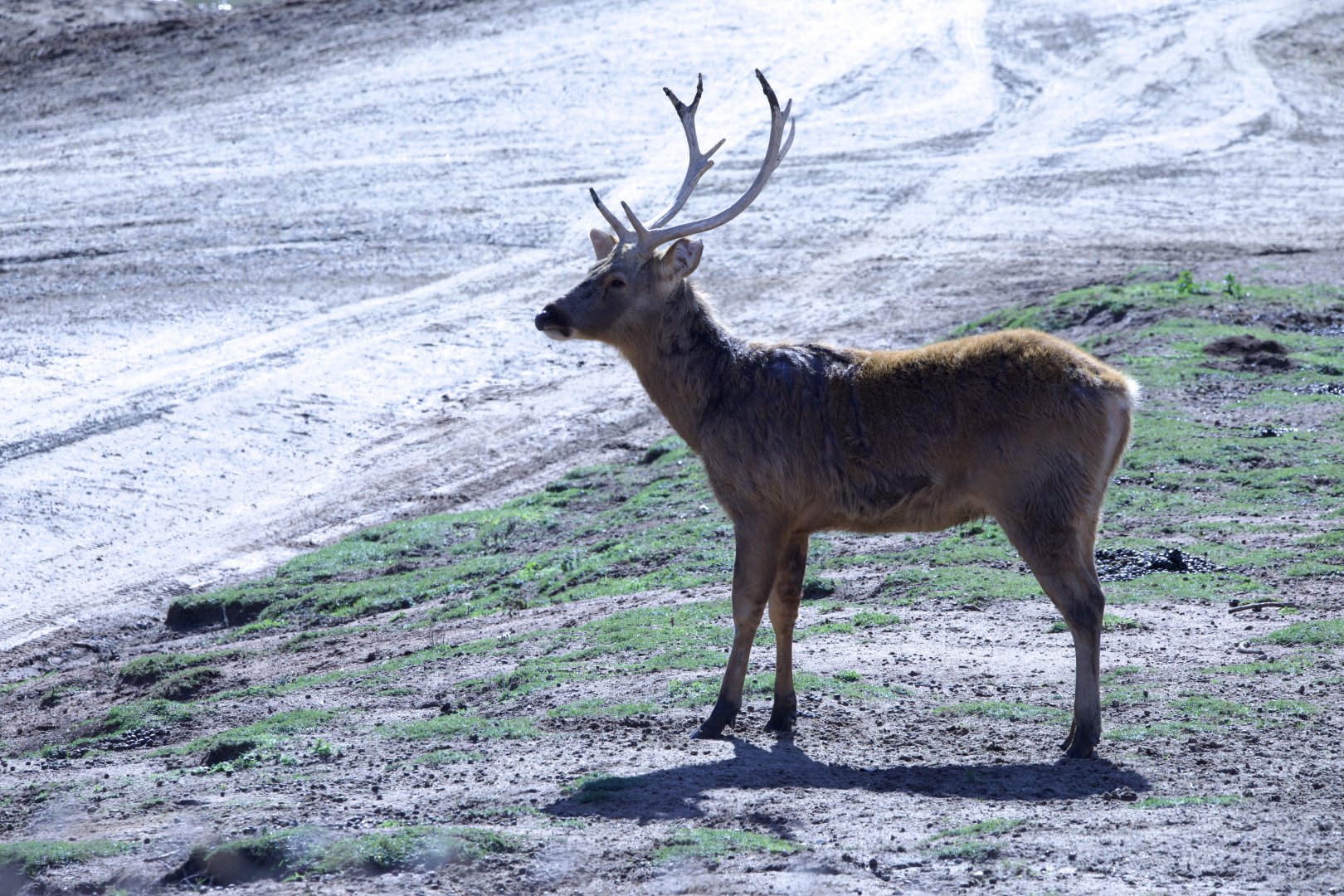 Barasingha/ Rucervus duvaucelii