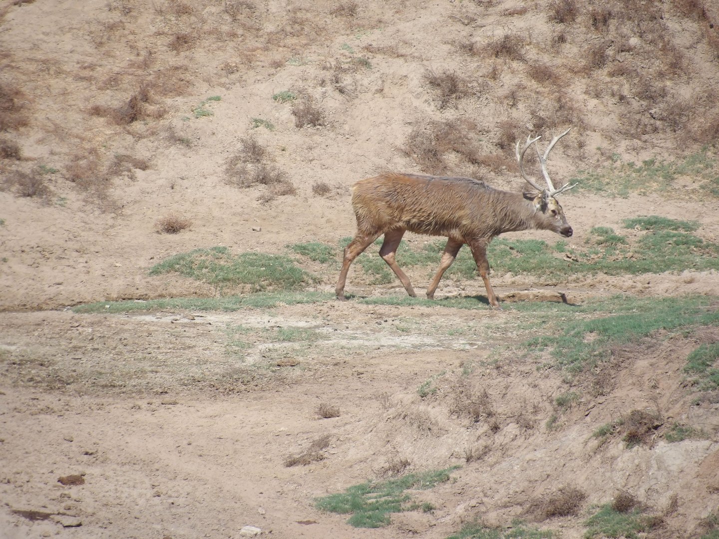 Barasingha(Rucervus duvaucelii)