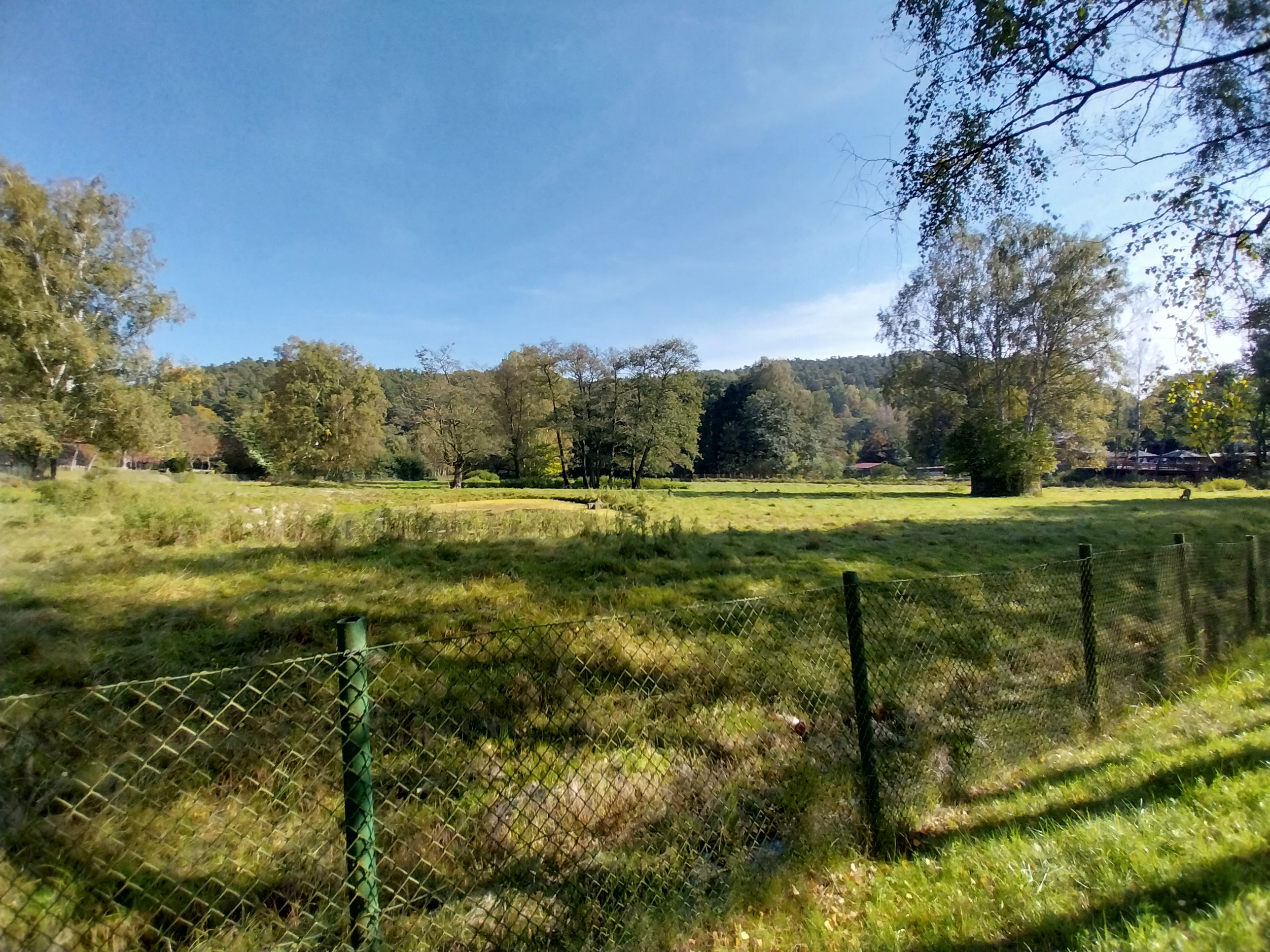 Barasingha (Rucervus duvaucelii)