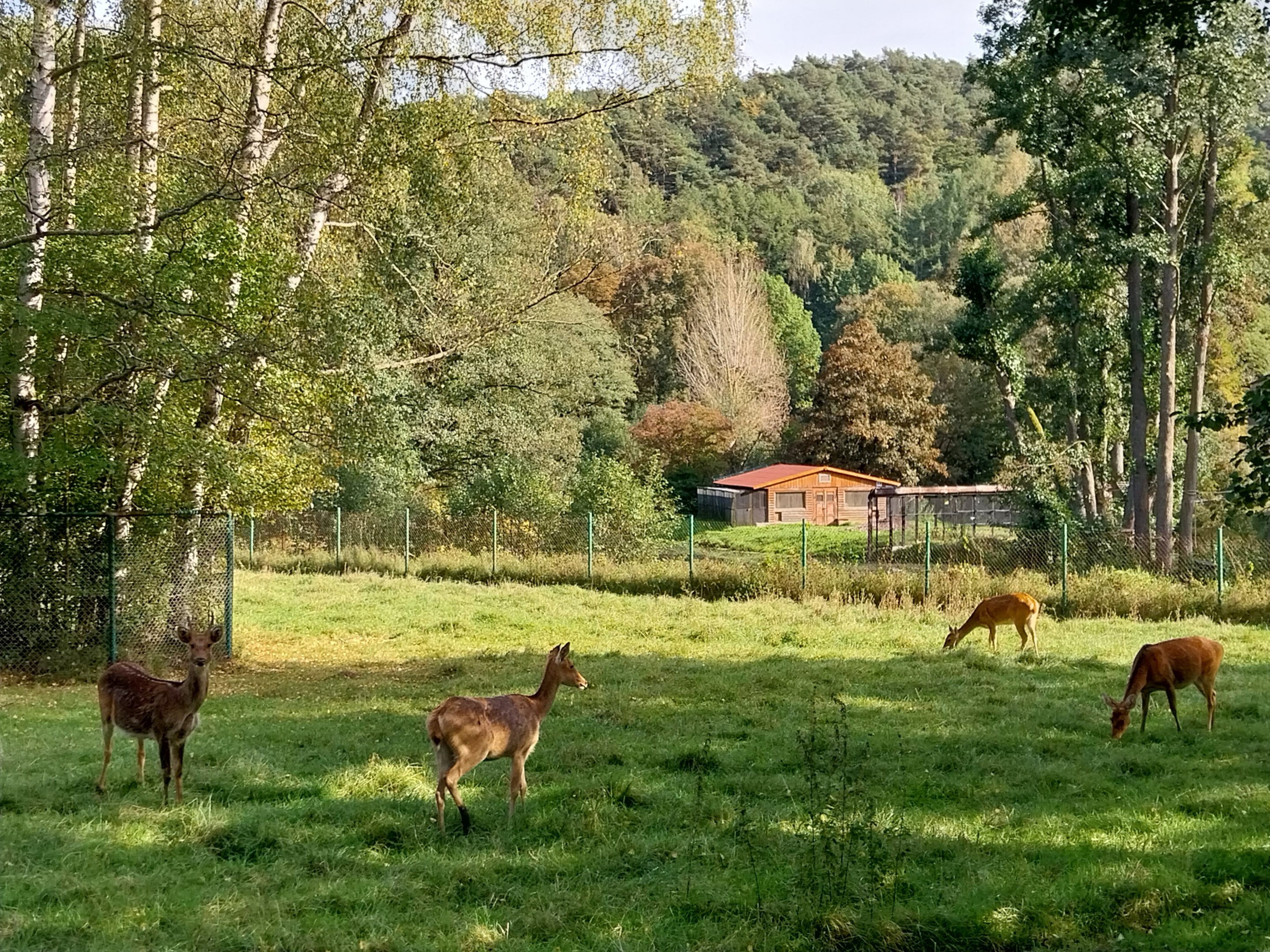 Barasingha (Rucervus duvaucelii)
