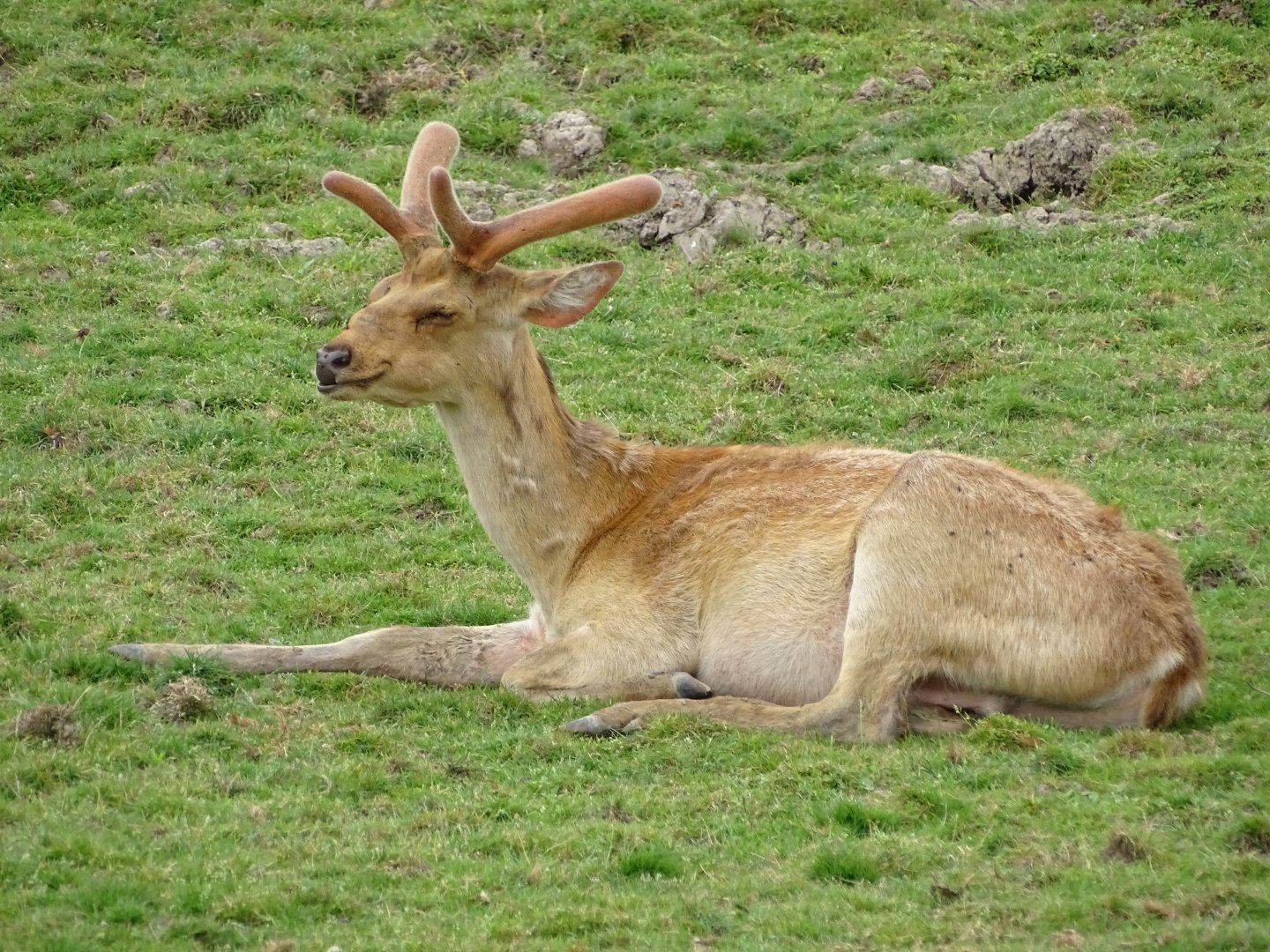 Barasingha (Rucervus duvaucelii)