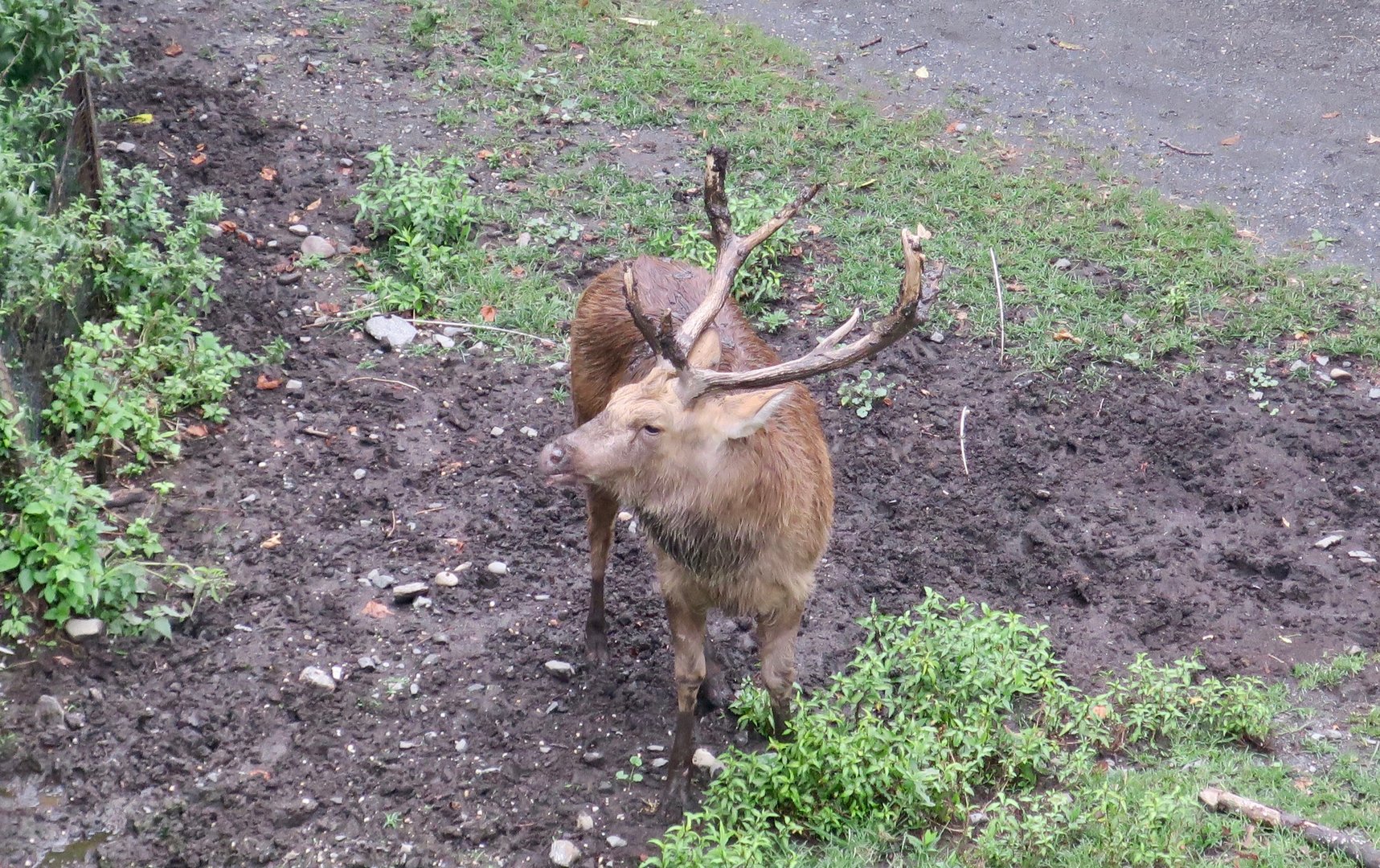Barasingha (Rucervus duvaucelli)