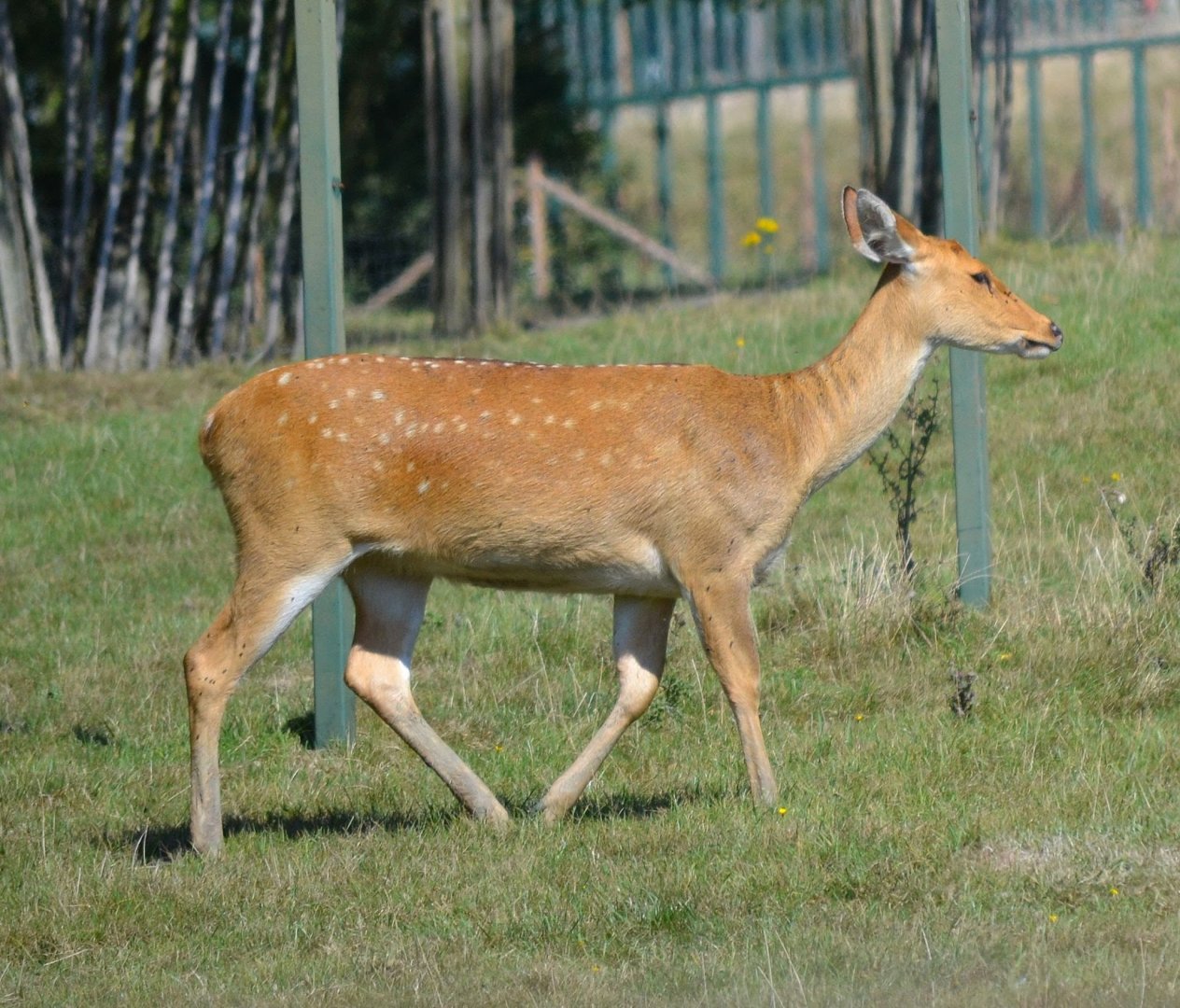 Barasingha - September 2016