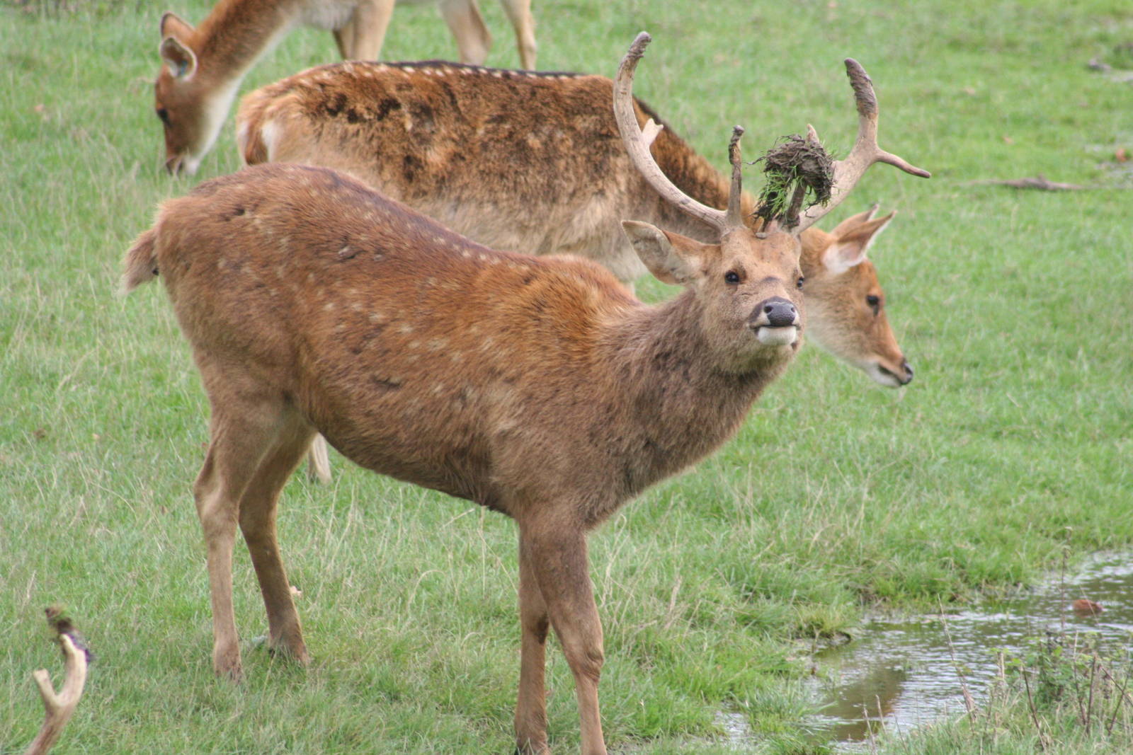Barasingha stag @ Whipsnade 22.10.2014