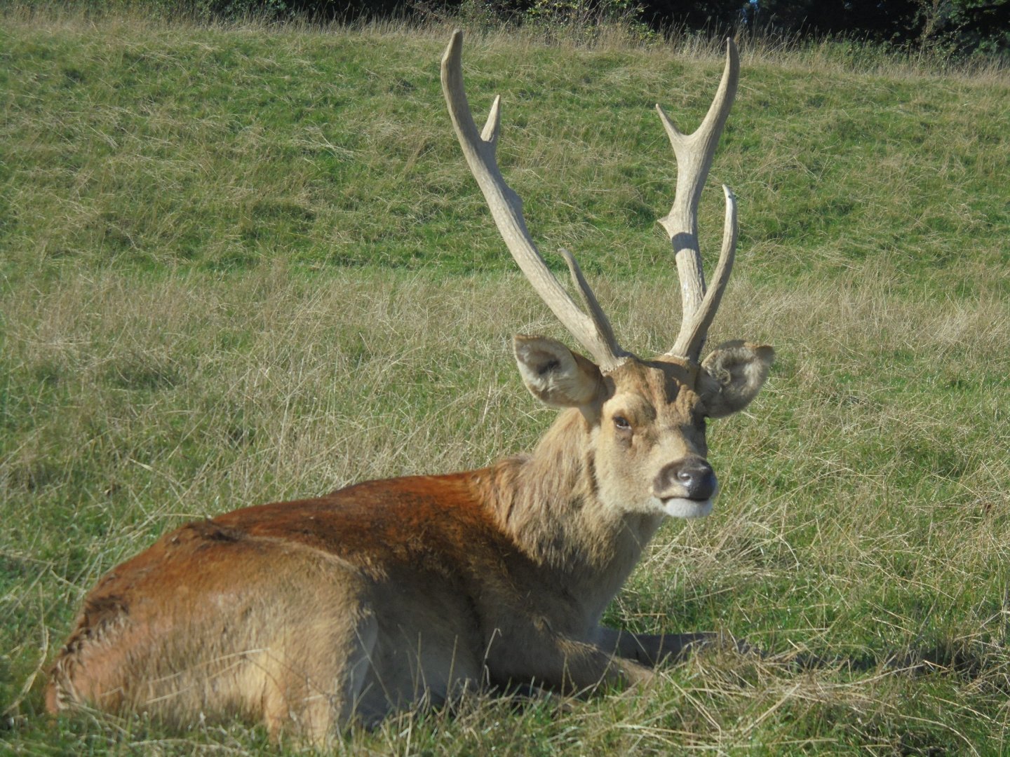 Barasingha stag.