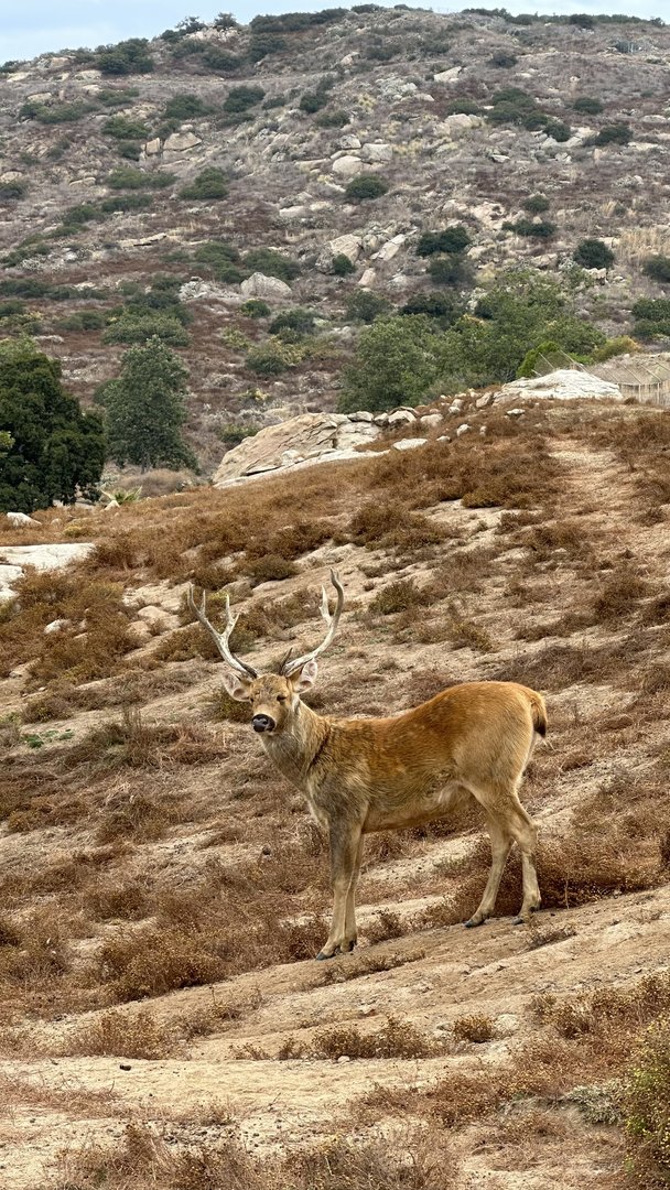 Barasingha Stag