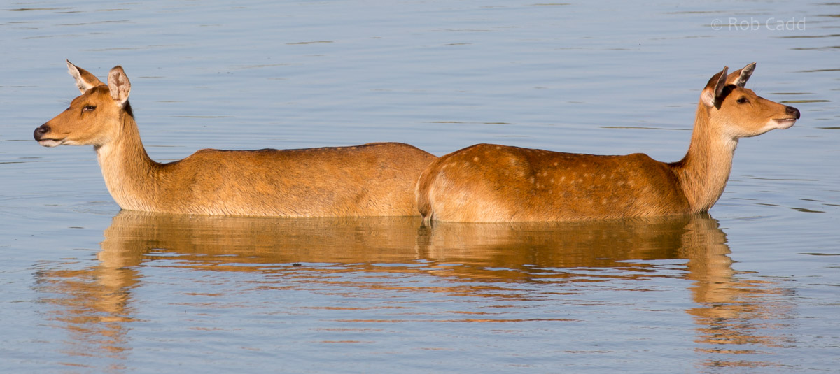 Barasingha / swamp deer : Whipsnade : 06 Aug 2016