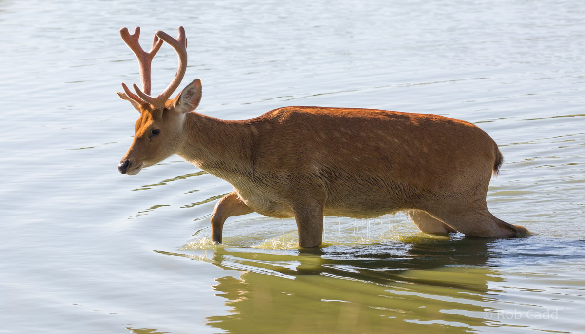 Barasingha / swamp deer : Whipsnade : 06 Aug 2016