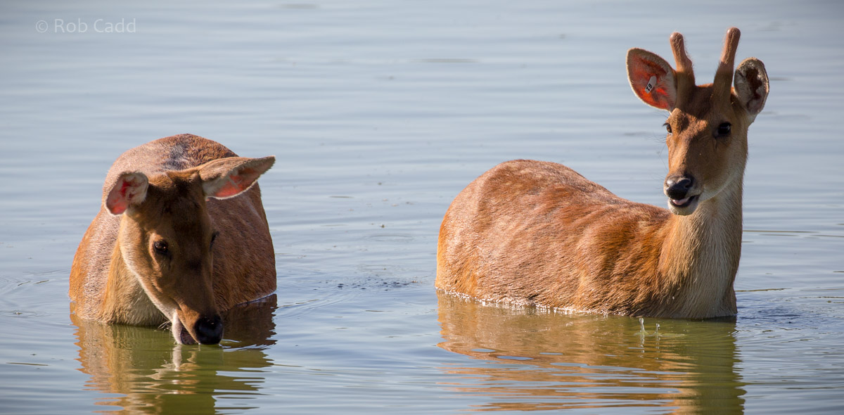 Barasingha / swamp deer : Whipsnade : 06 Aug 2016