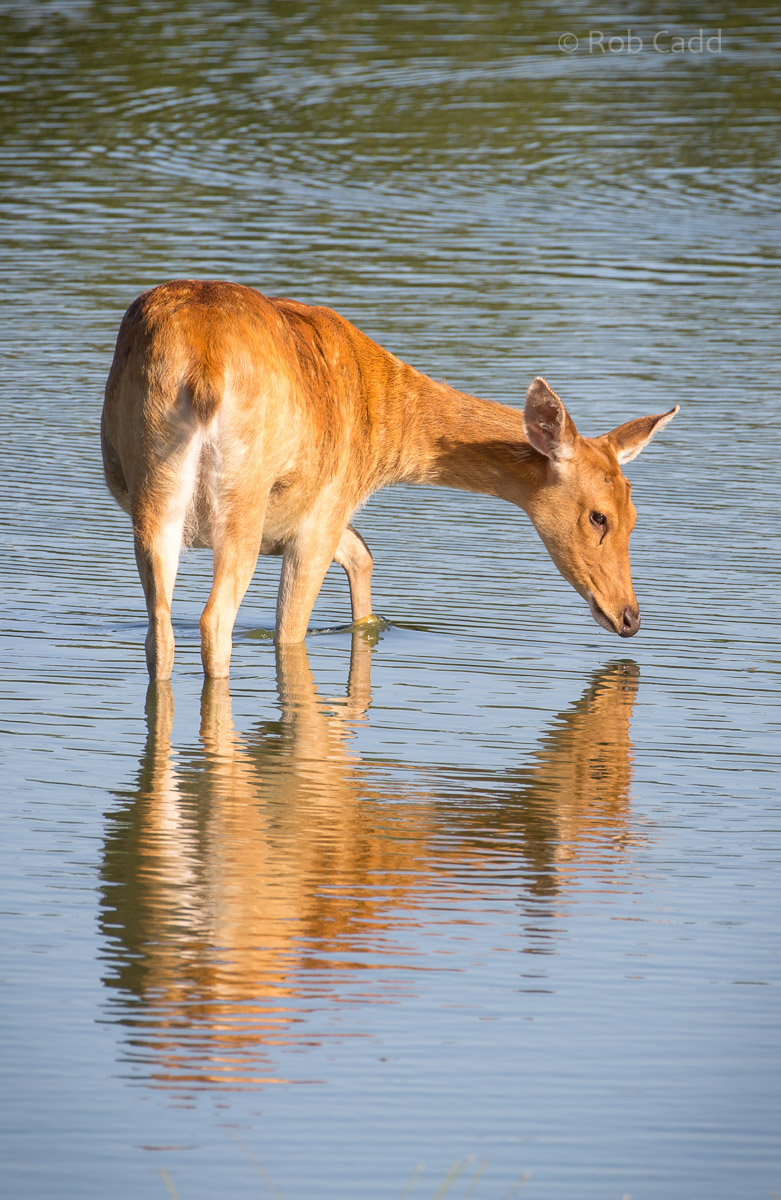 Barasingha / swamp deer : Whipsnade : 06 Aug 2016
