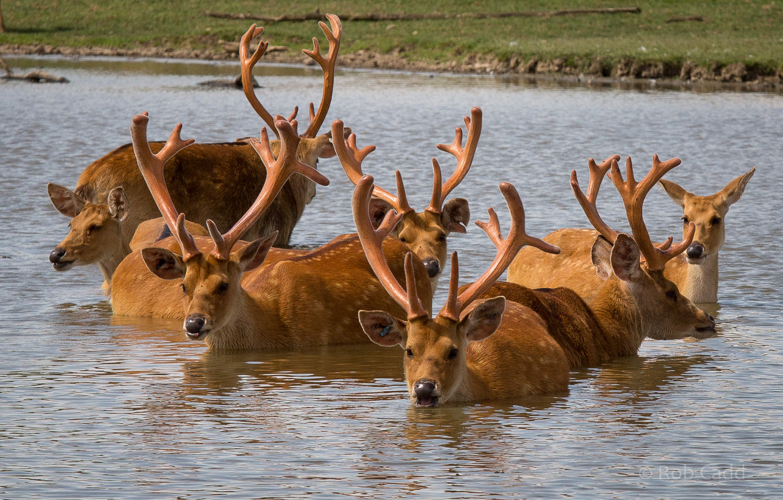 Barasingha / swamp deer : Whipsnade : 25 Jul 2014 [V]