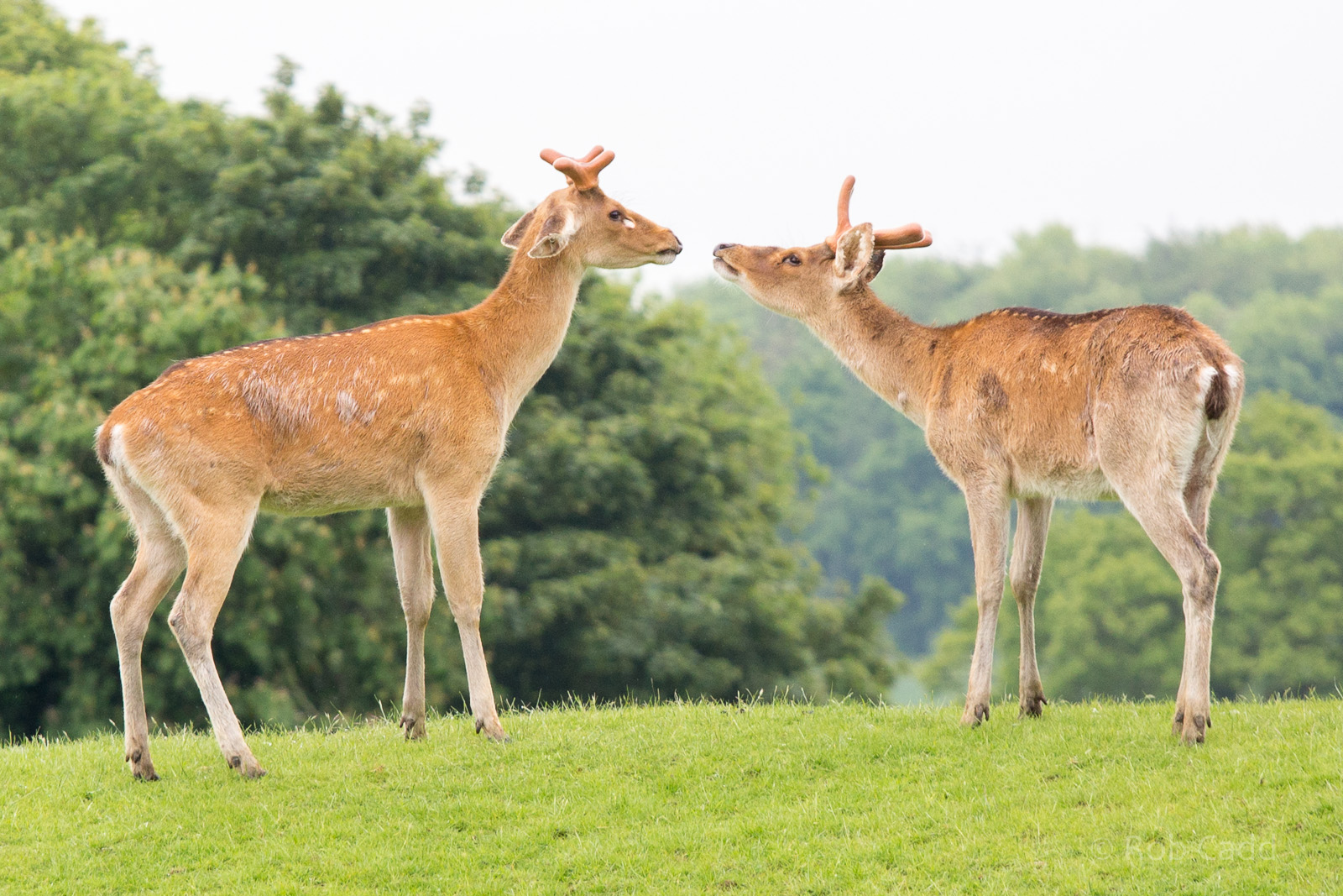 Barasingha / swamp deer : Whipsnade : 26 May 2014