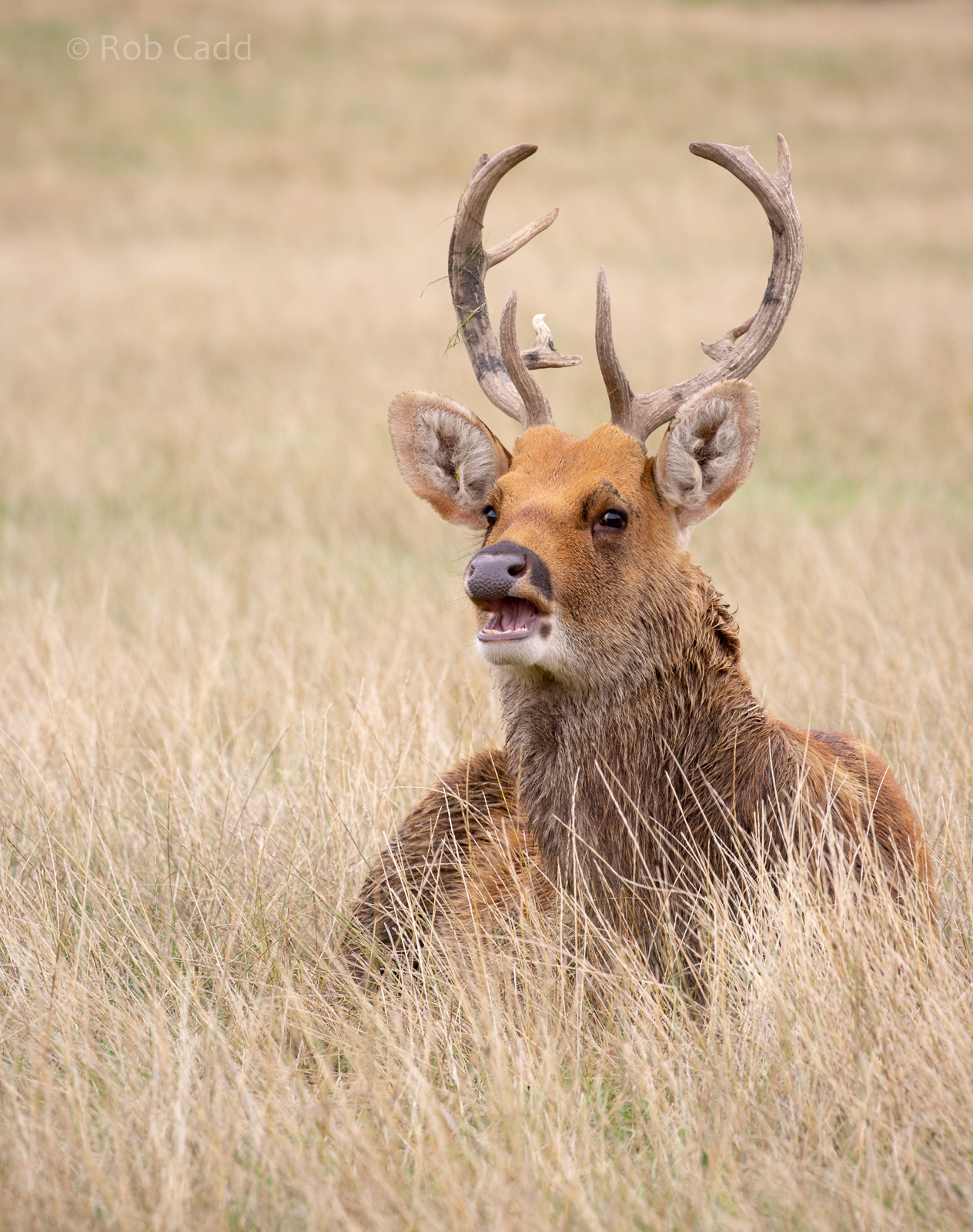 Barasingha / swamp deer : Whipsnade : 27 Aug 2018