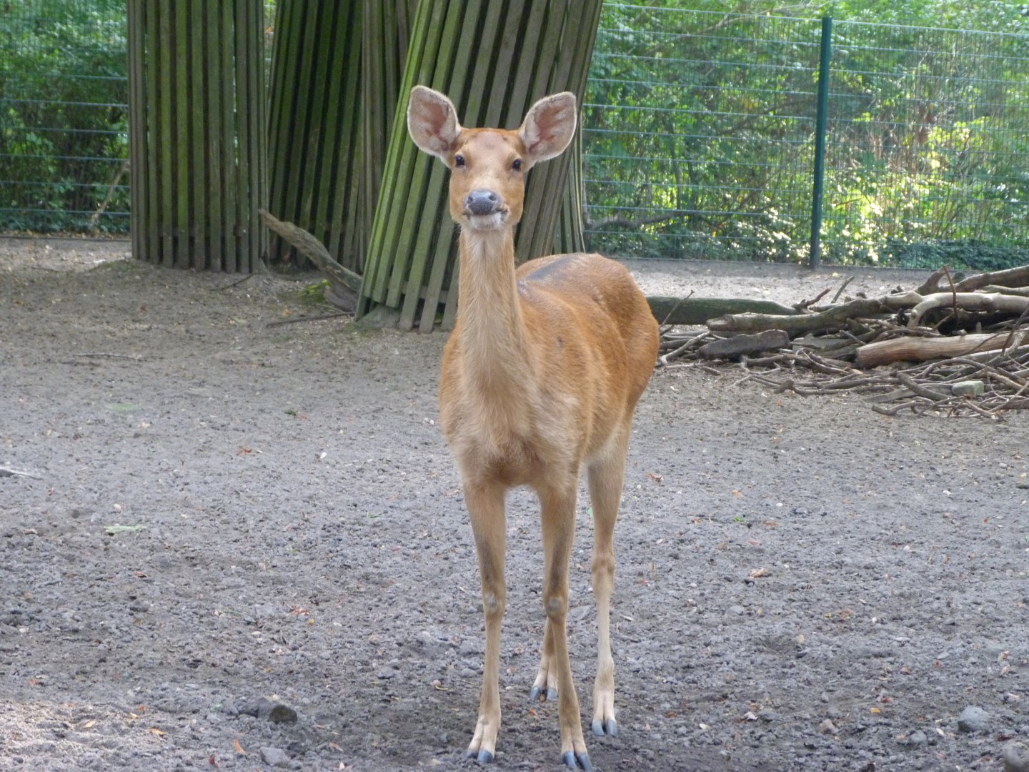Barasingha -Tierpark Berlin (2024)
