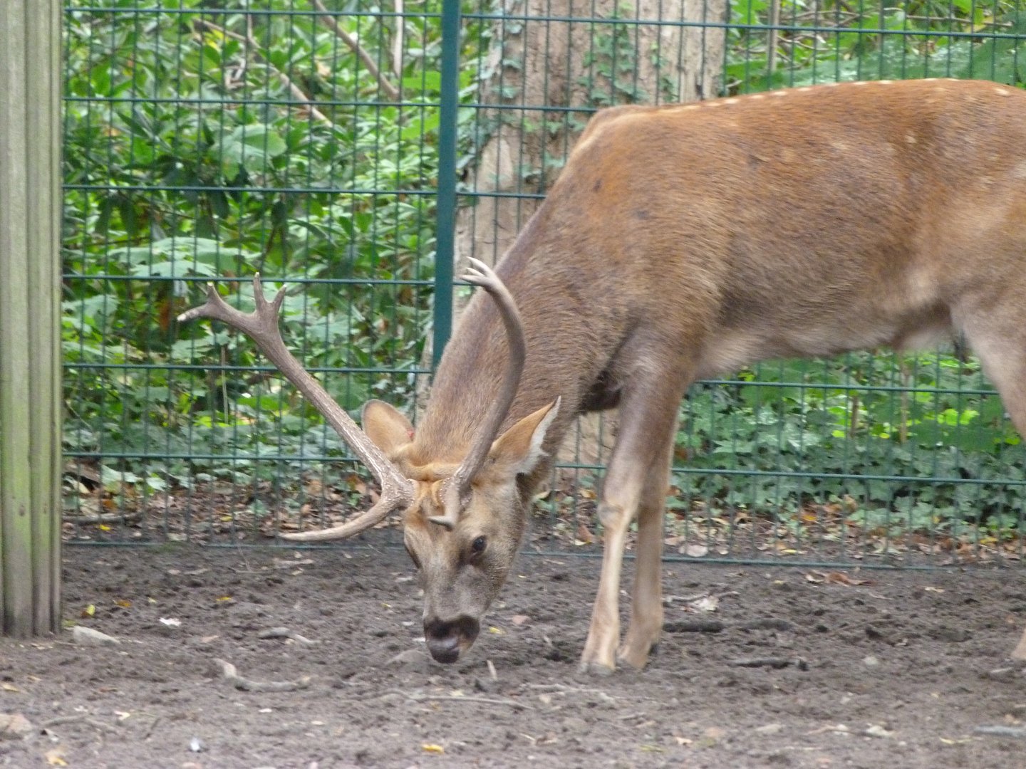 Barasingha -Tierpark Berlin (2024)