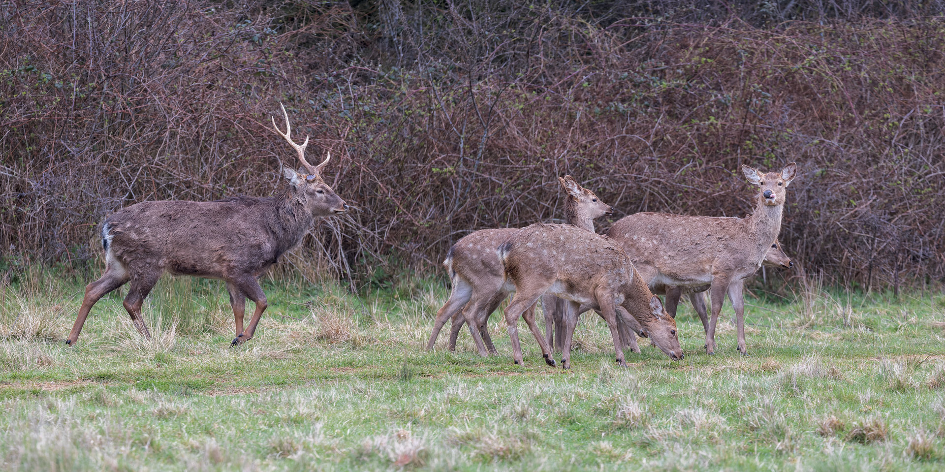 Barasingha / Watatunga / 1-4-23