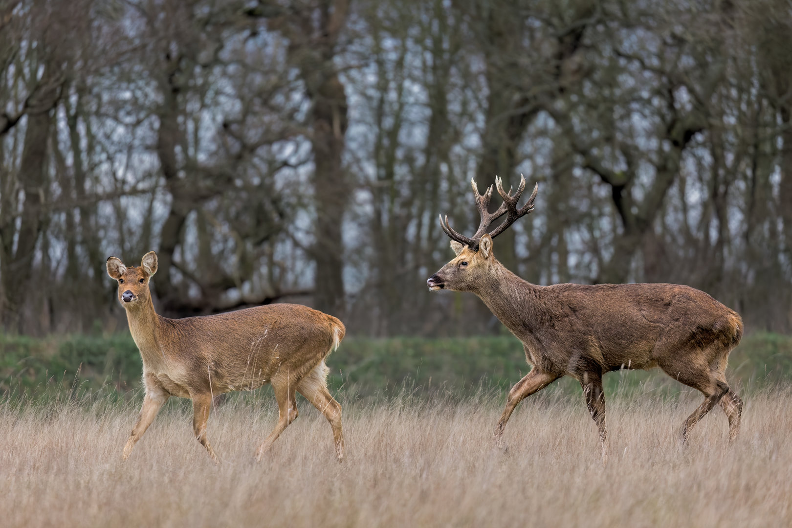 Barasingha / Watatunga / 16-1-23