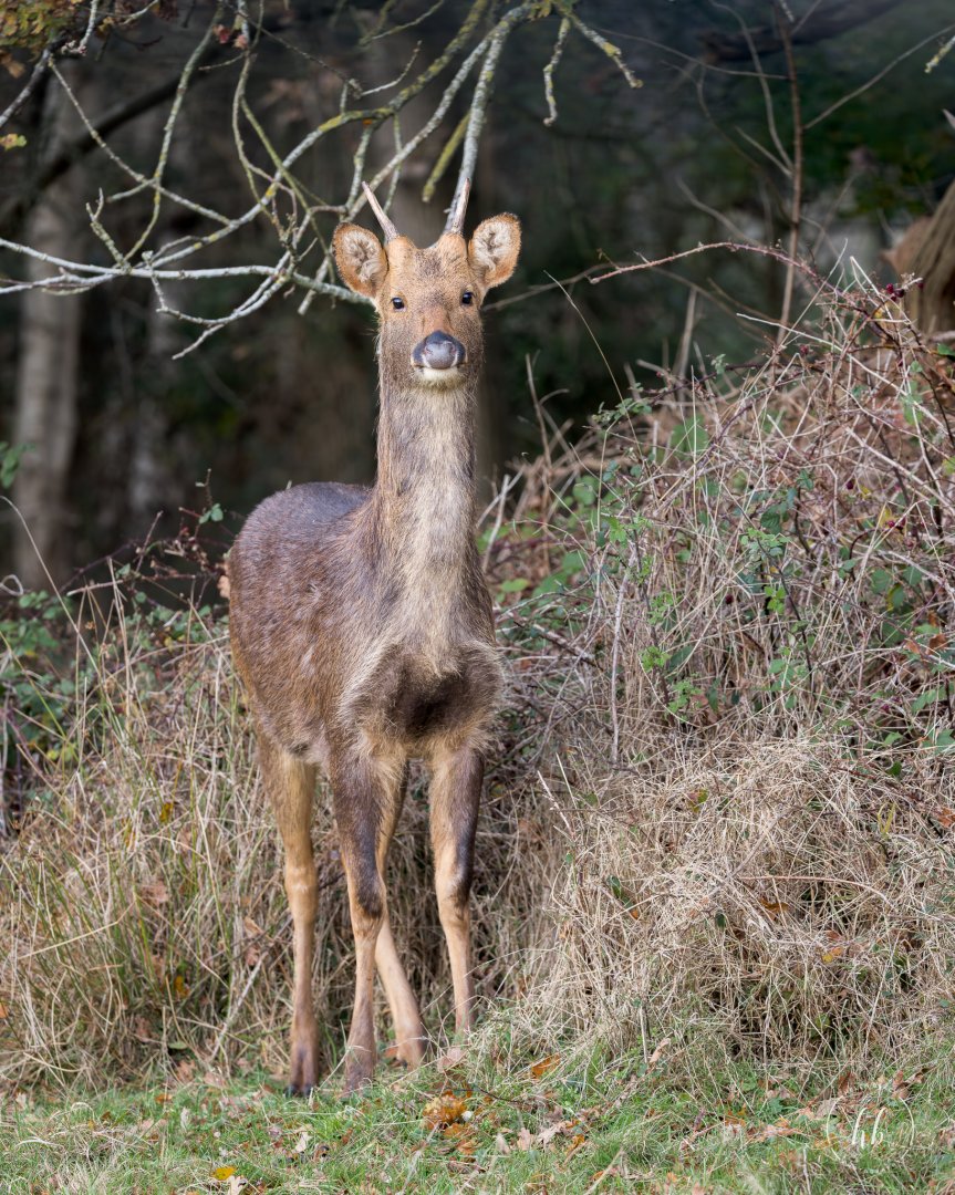 Barasingha / Watatunga / 20-11-24