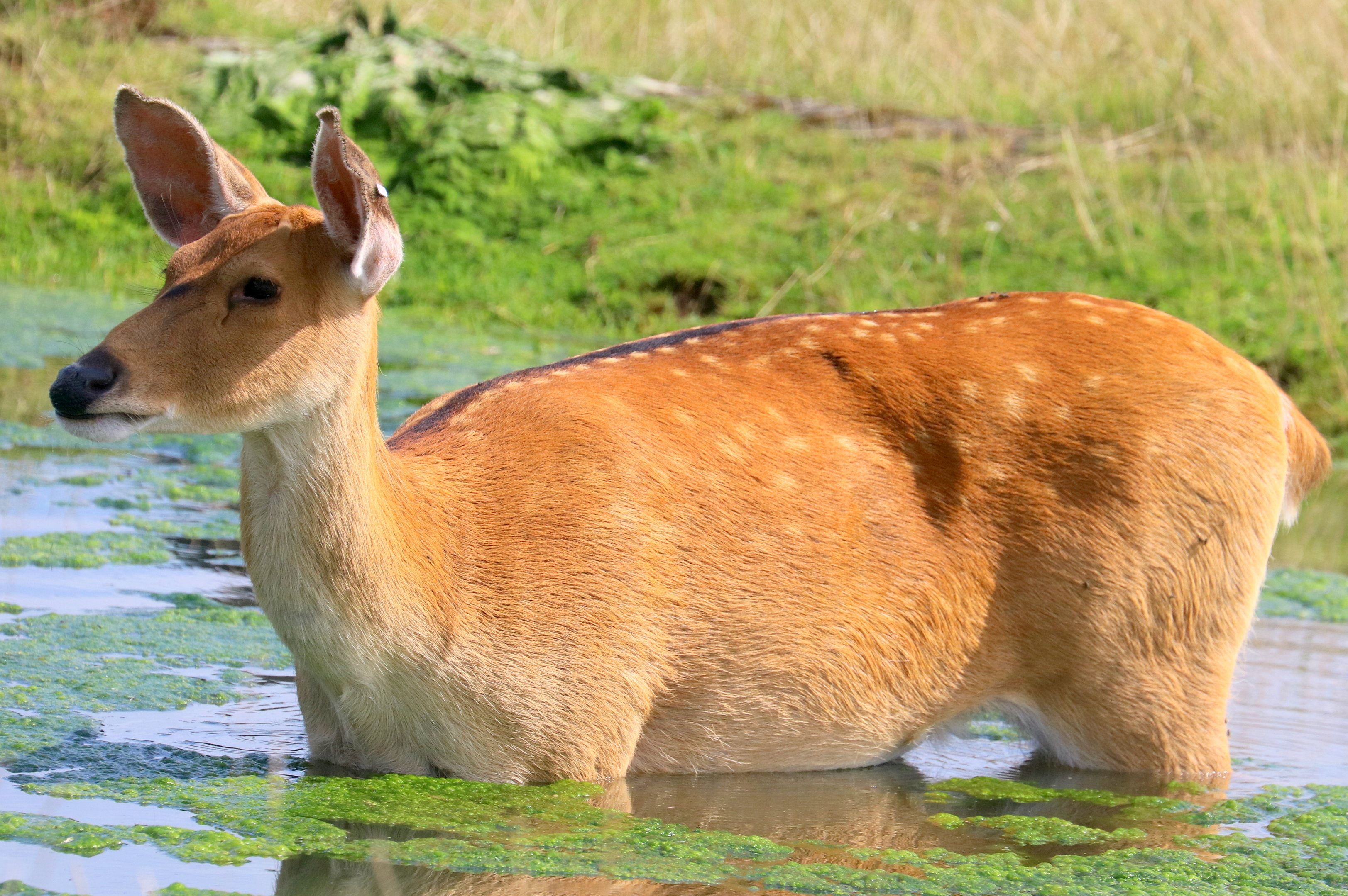 Barasingha; Whipsnade; 10th August 2023