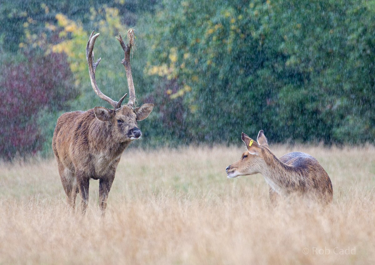 Barasingha : Whipsnade : 22 Sep 2019