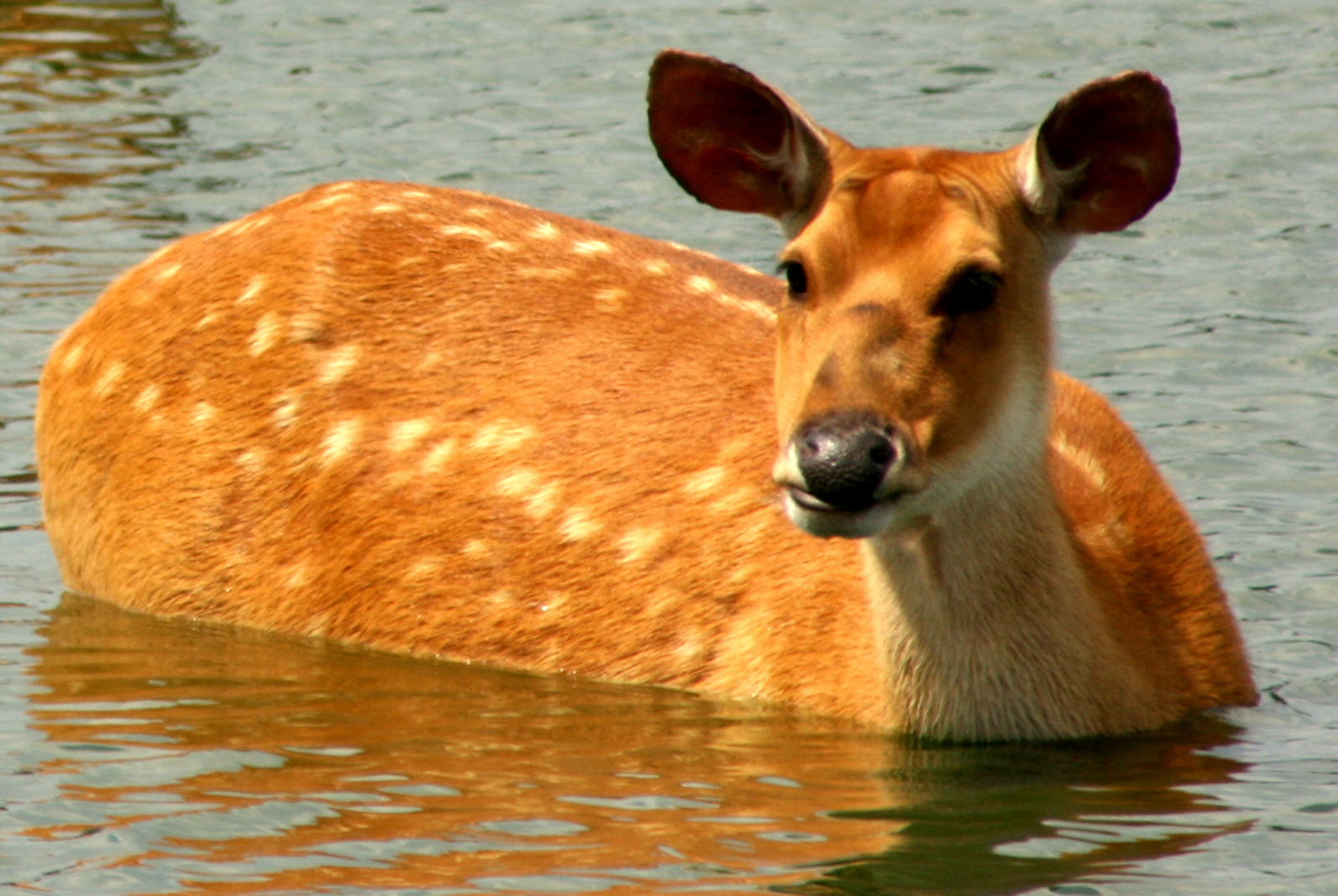 Barasingha; Whipsnade; 2nd July 2011