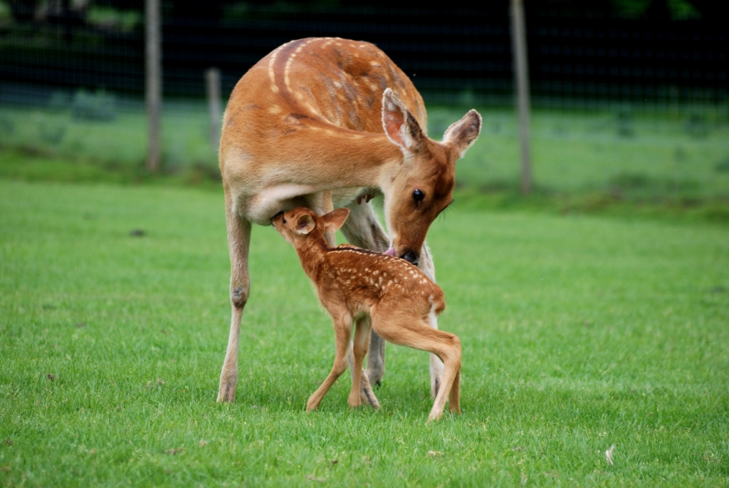 Barasingha with Young at Whipsnade, 31/05/14