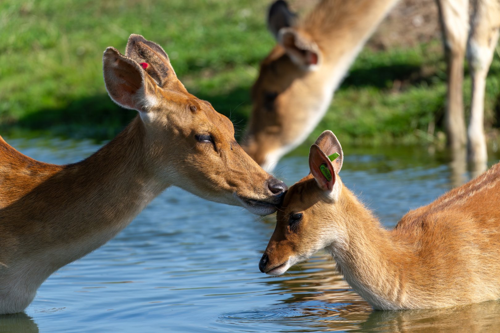 Barasingha, ZSL Whipsnade, UK