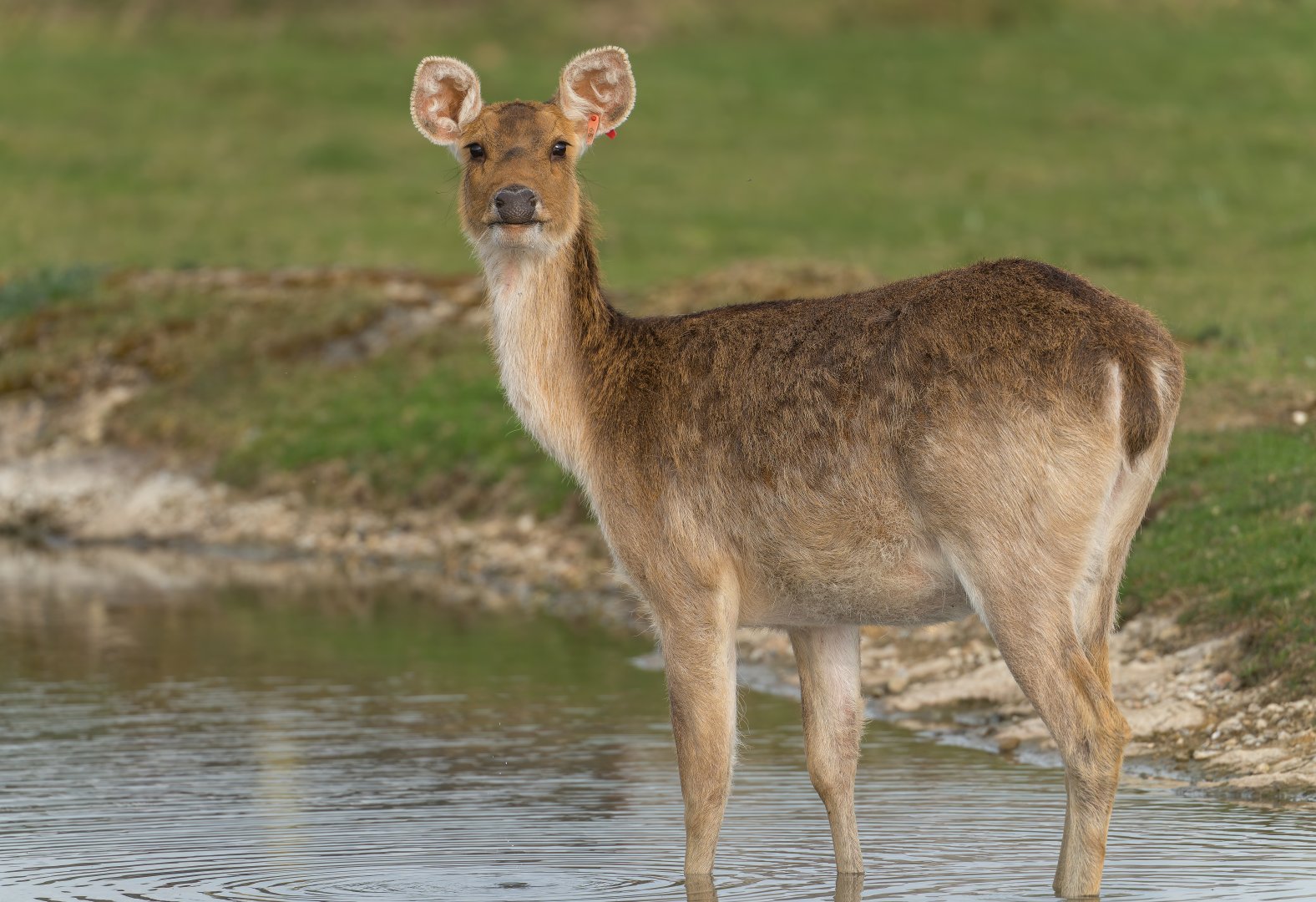Barasingha, ZSL Whipsnade, UK