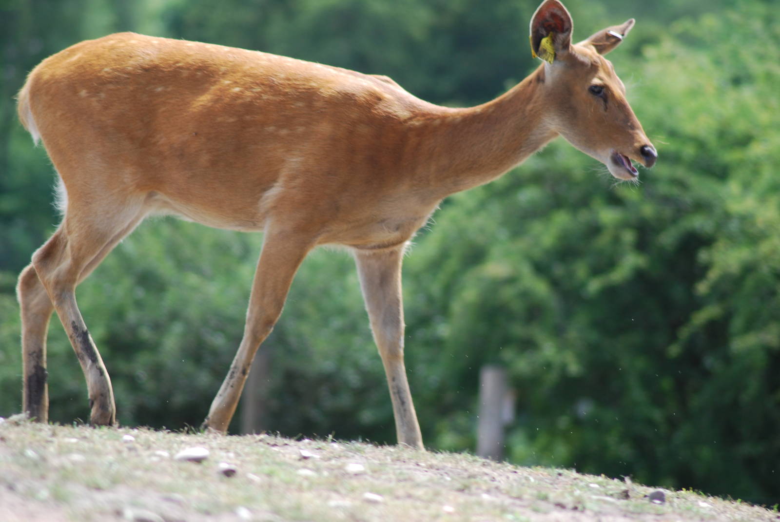 BARASINGHA
