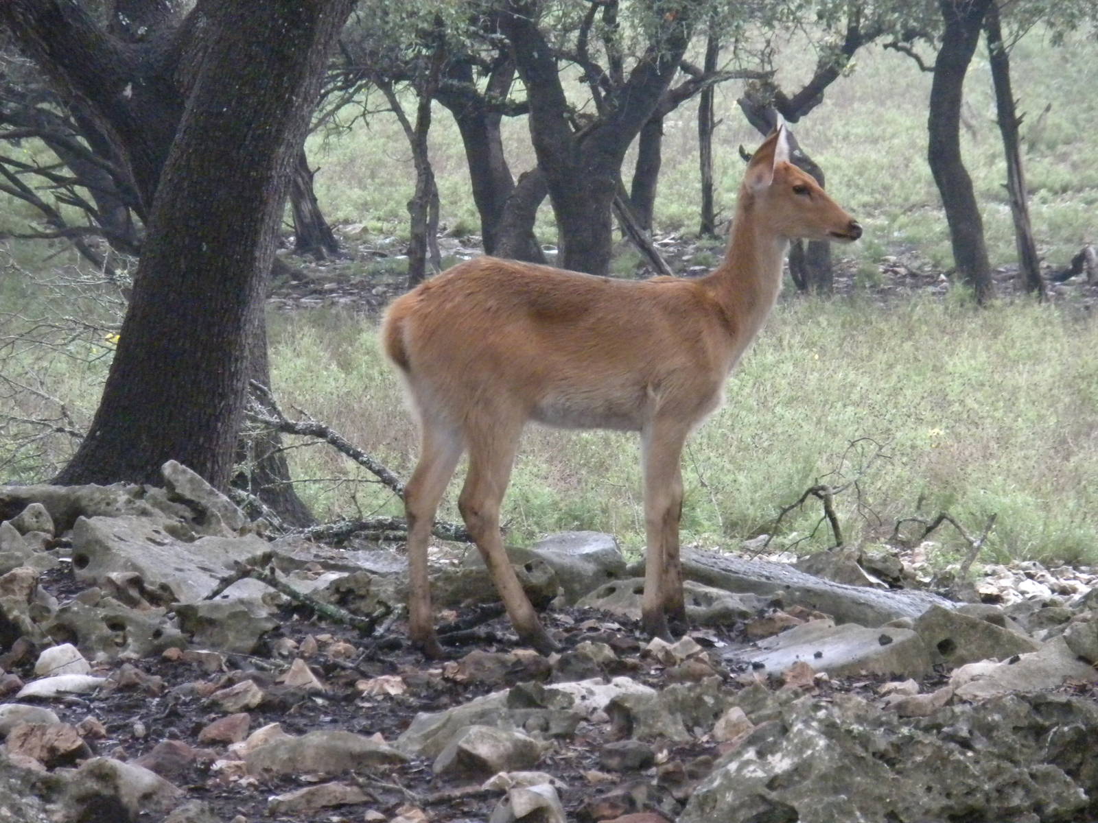Barasingha