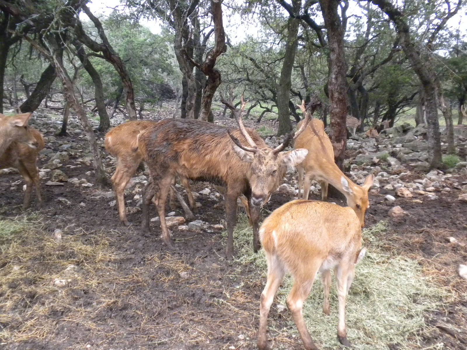 Barasingha