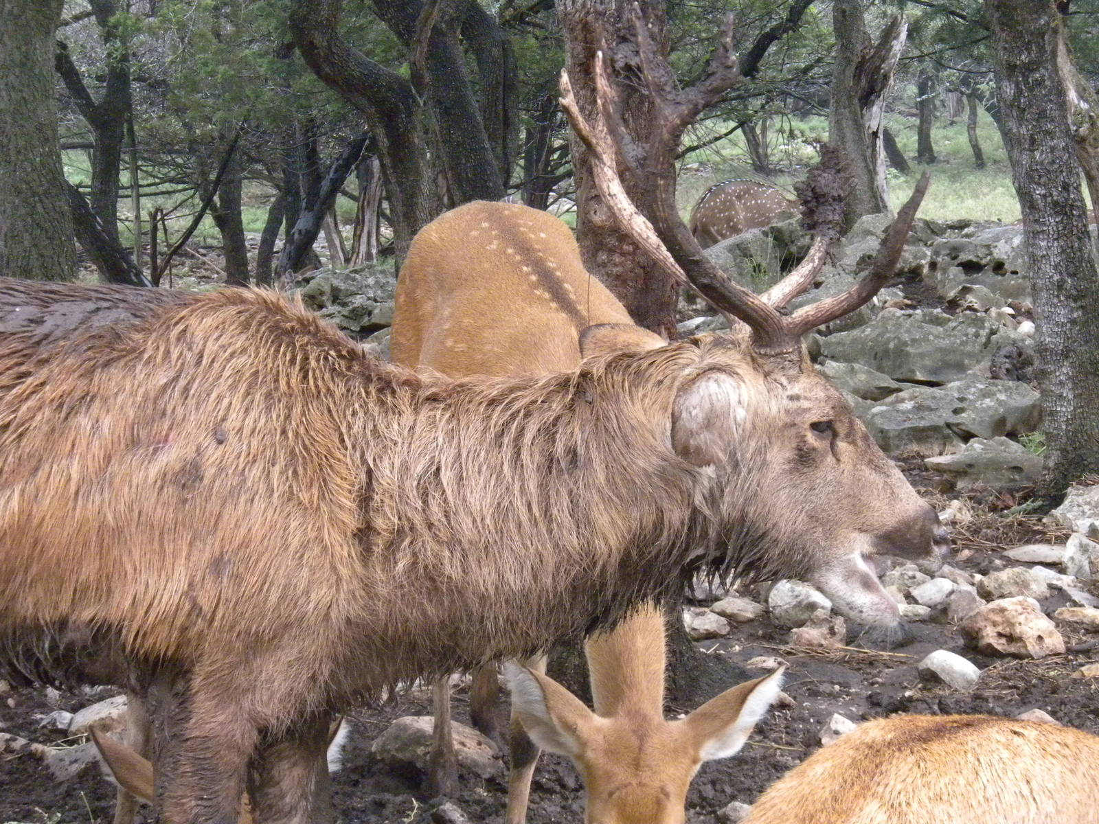 Barasingha