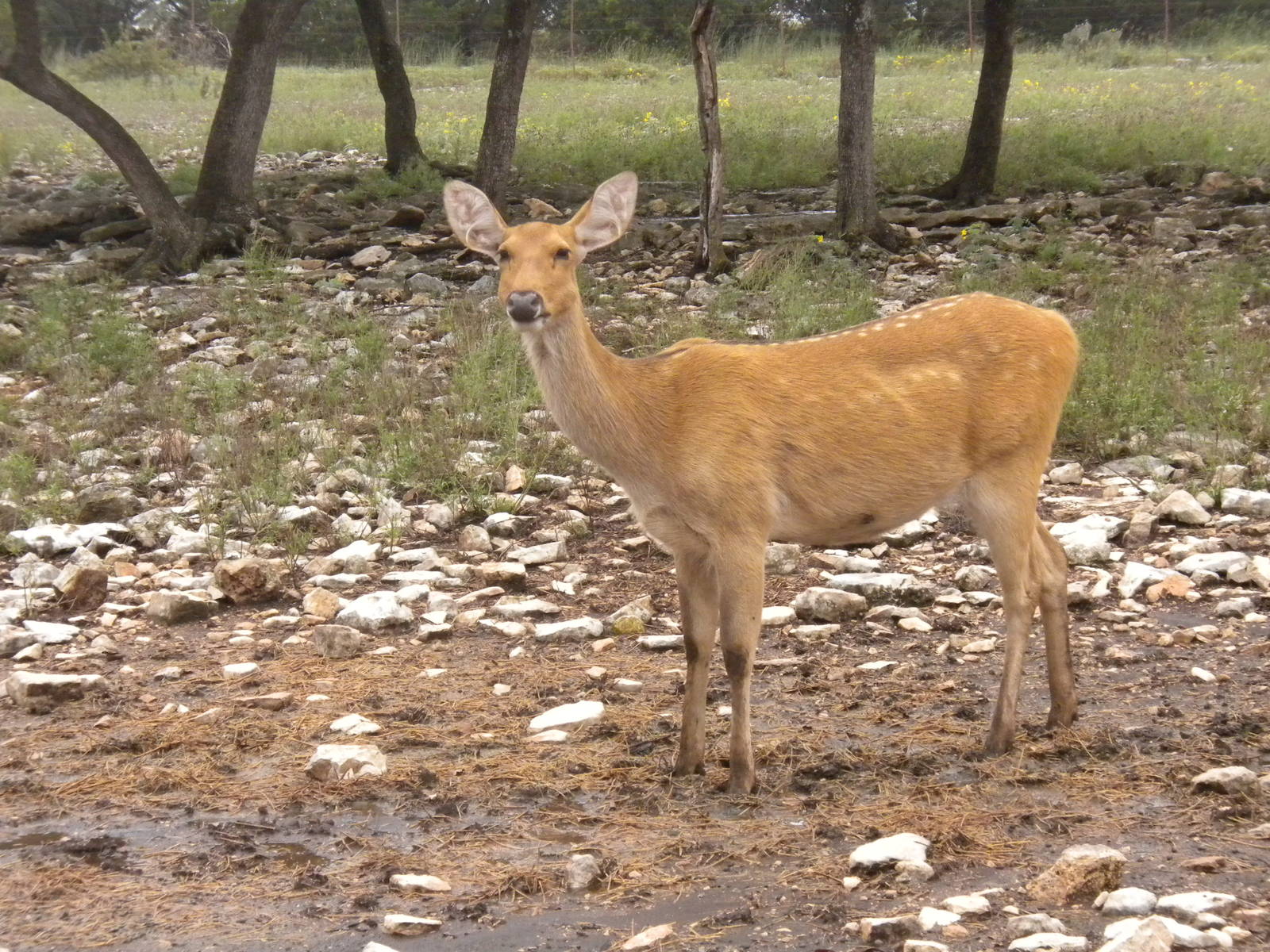 Barasingha