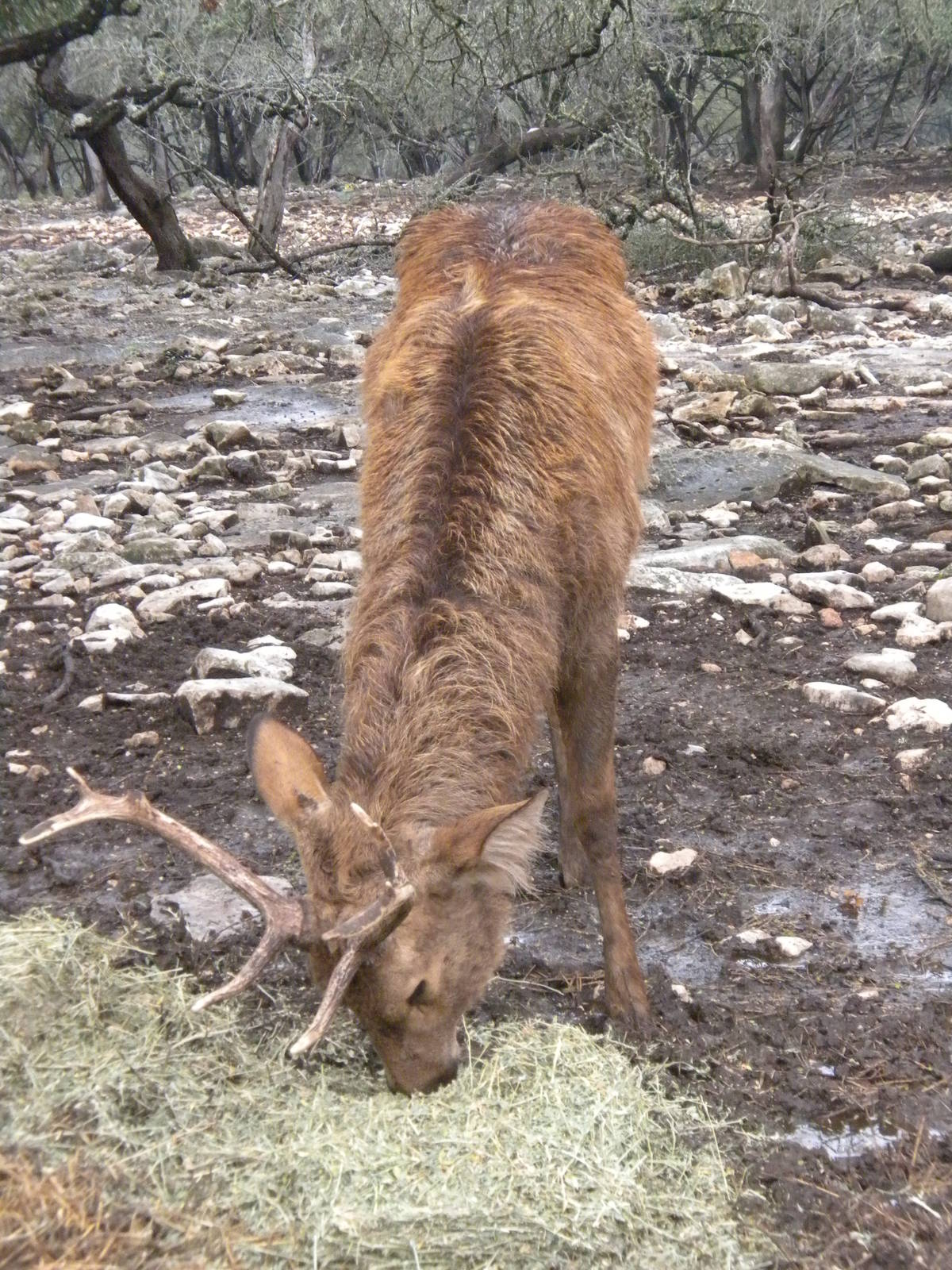 Barasingha
