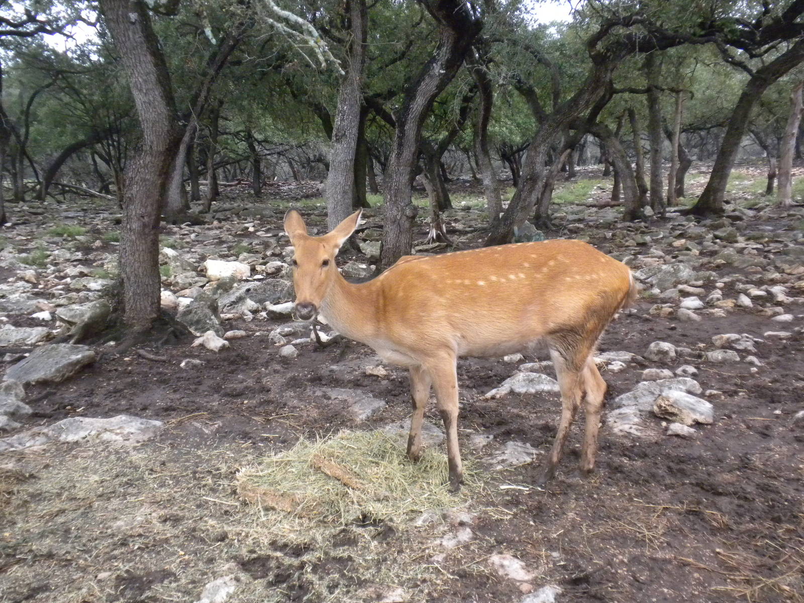 Barasingha