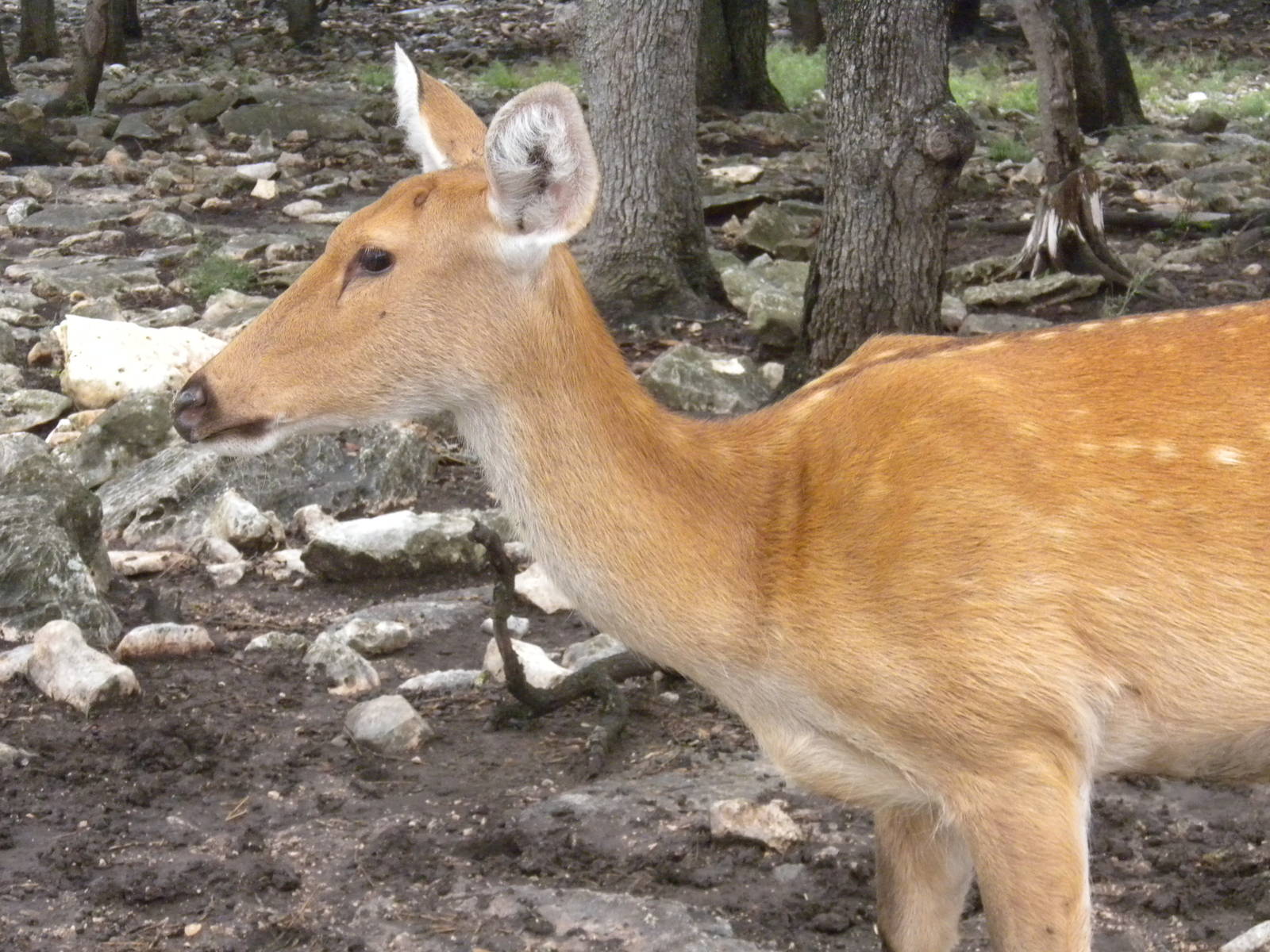 Barasingha