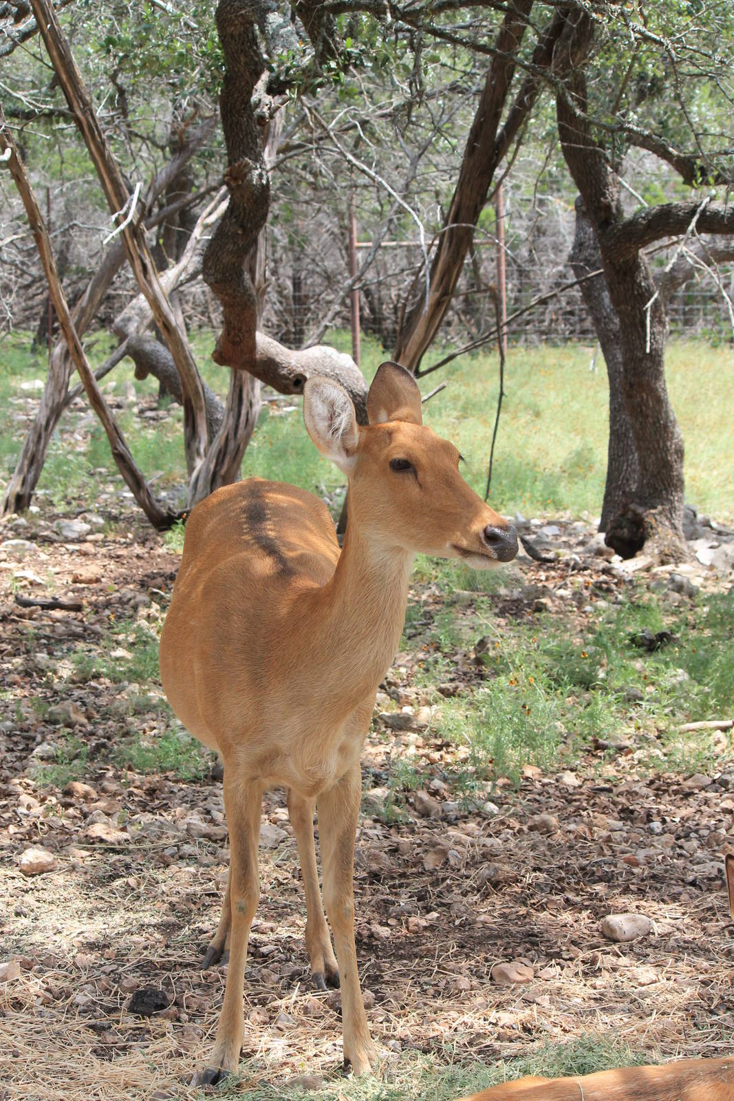 Barasingha