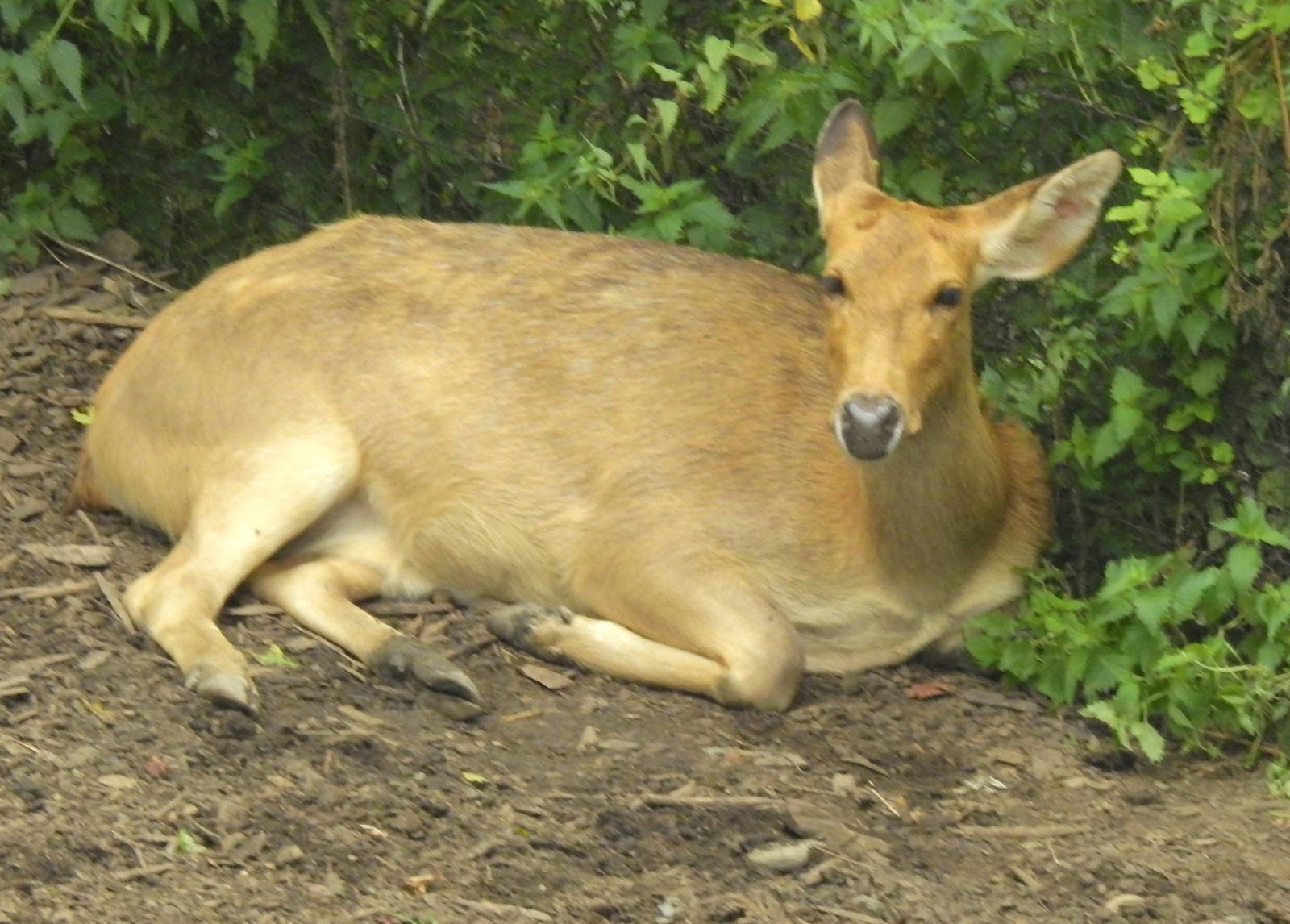 Barasingha