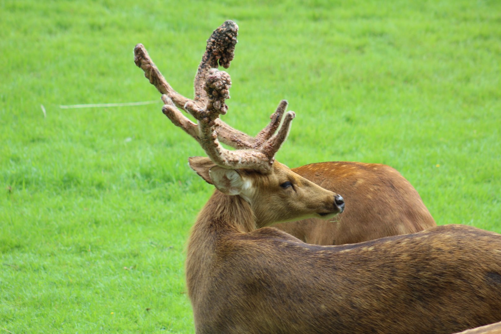 Barasingha