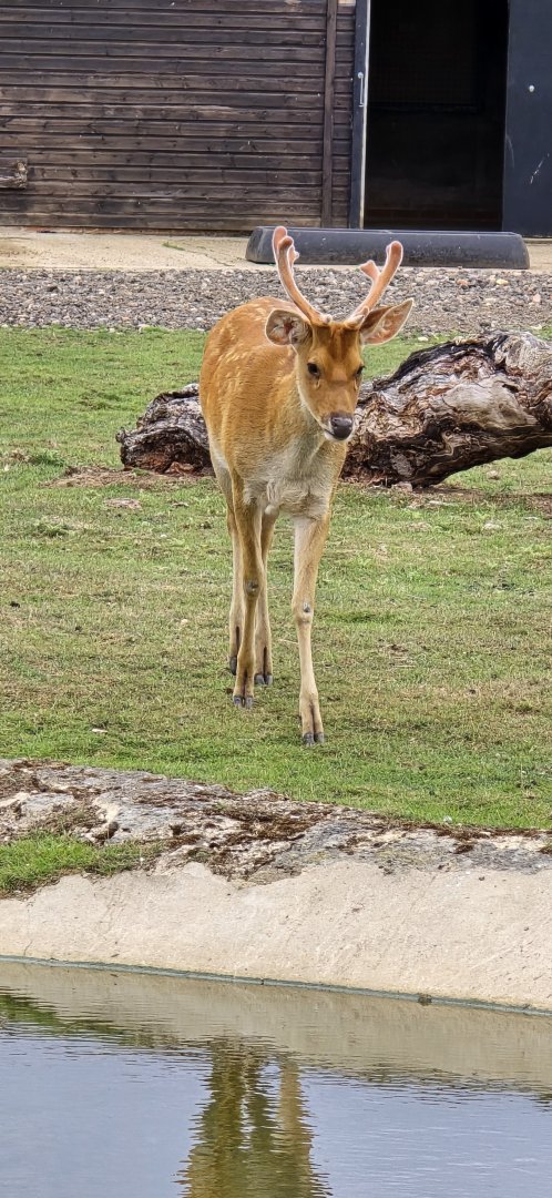 Barasingha