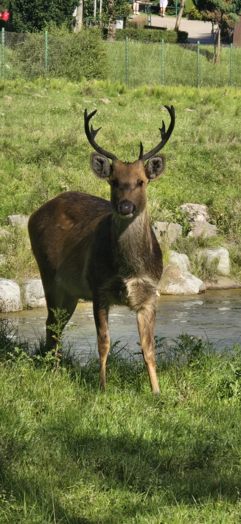 Barasingha