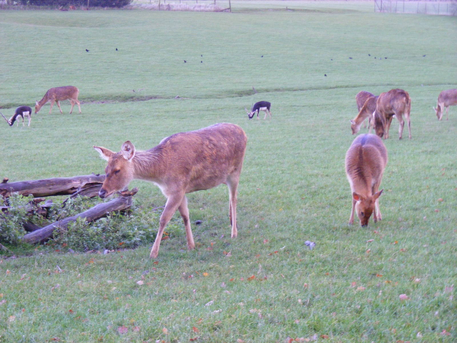 Barasinghas and blackbucks at Whipsnade Zoo, 11 November 2010