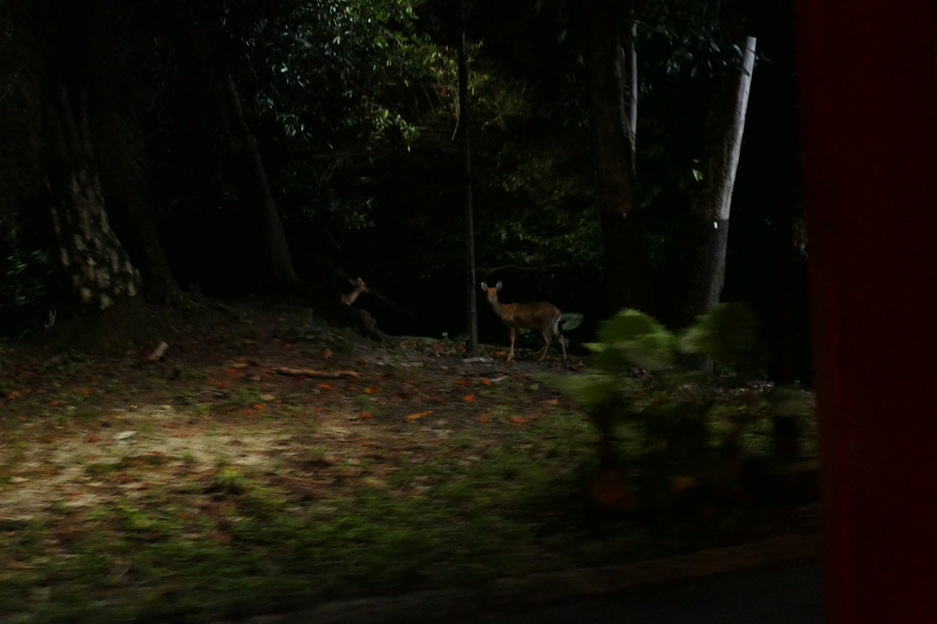 Barasingha's from the tram