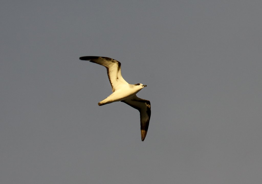Barau's Petrel