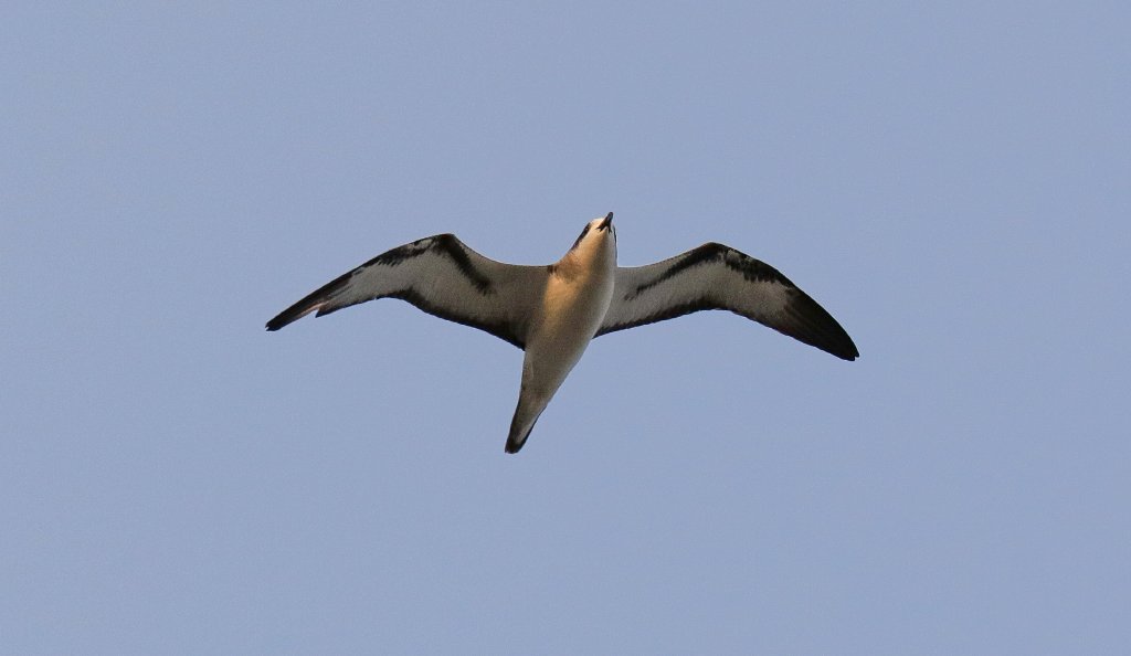 Barau's Petrel
