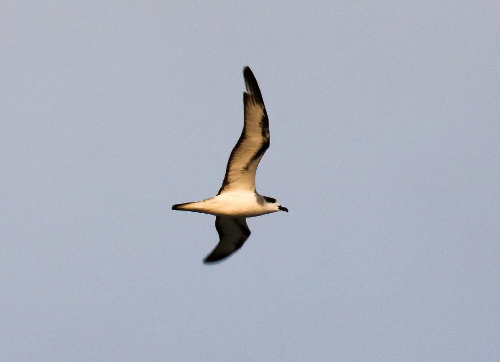 Barau's Petrel