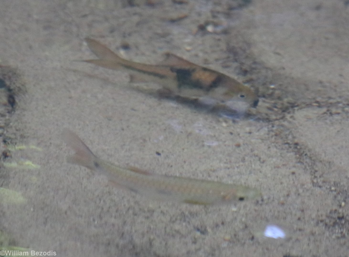 Barb Species - Taman Negara