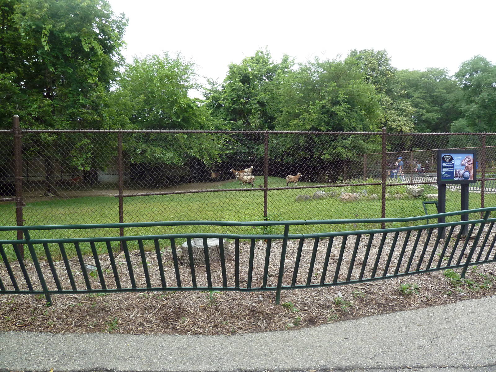 Barbado Sheep Exhibit