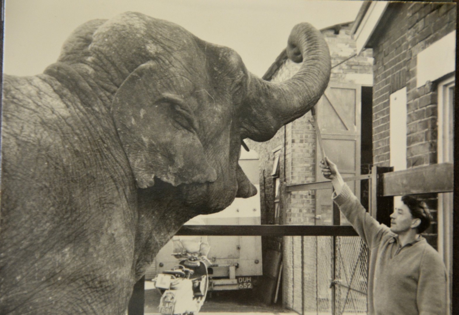 Barbara.   Asian elephant.  Chessington zoo  1960's