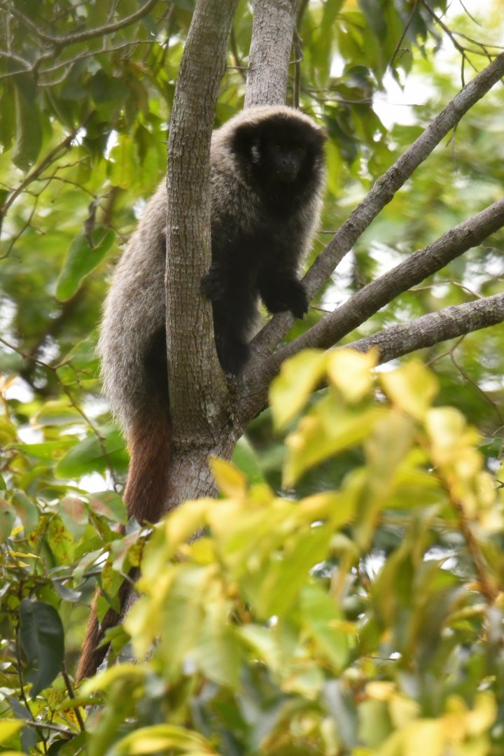 Barbara Brown's titi monkey (Callicebus barbarabrownae)